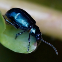 Altica sp. (genus) (Flea beetle) at Acton, ACT - 26 Apr 2023 by KorinneM