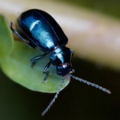 Altica sp. (genus) at Acton, ACT - 26 Apr 2023