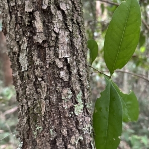 Notelaea longifolia f. longifolia at Diamond Beach, NSW - 8 Jun 2023 03:43 PM