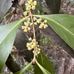 Notelaea longifolia f. longifolia at Diamond Beach, NSW - 8 Jun 2023