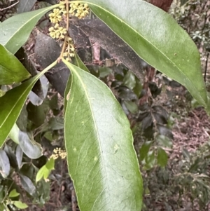 Notelaea longifolia f. longifolia at Diamond Beach, NSW - 8 Jun 2023 03:43 PM