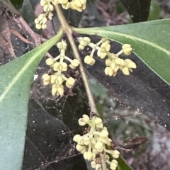 Notelaea longifolia f. longifolia at Diamond Beach, NSW - 8 Jun 2023 03:43 PM