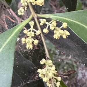 Notelaea longifolia f. longifolia at Diamond Beach, NSW - 8 Jun 2023 03:43 PM