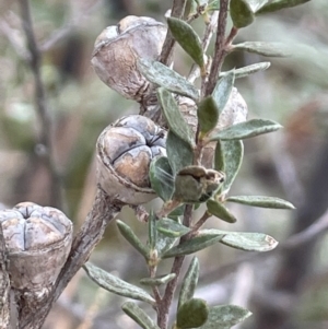 Leptospermum myrtifolium (Myrtle Teatree) at Lower Boro, NSW by JaneR