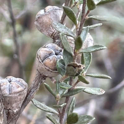 Leptospermum myrtifolium (Myrtle Teatree) at Nadgigomar Nature Reserve - 7 Jun 2023 by JaneR