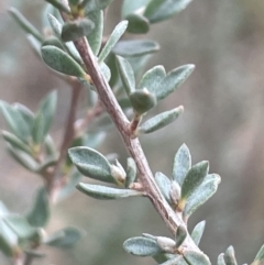 Leptospermum myrtifolium at Lower Boro, NSW - 7 Jun 2023