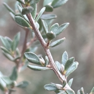 Leptospermum myrtifolium at Lower Boro, NSW - 7 Jun 2023