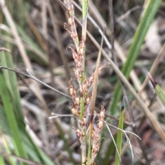 Lepidosperma laterale (Variable Sword Sedge) at Goulburn Mulwaree Council - 7 Jun 2023 by JaneR