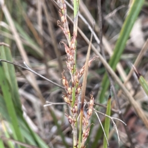 Lepidosperma laterale at Lower Boro, NSW - 7 Jun 2023 10:29 AM