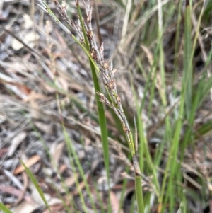 Lepidosperma laterale at Lower Boro, NSW - 7 Jun 2023 10:29 AM