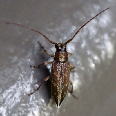 Temnosternus planiusculus (Longhorn beetle) at ANBG - 26 Apr 2023 by KorinneM