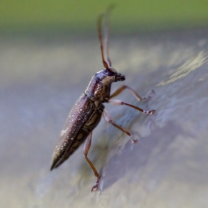 Temnosternus planiusculus at Acton, ACT - 26 Apr 2023 11:31 AM