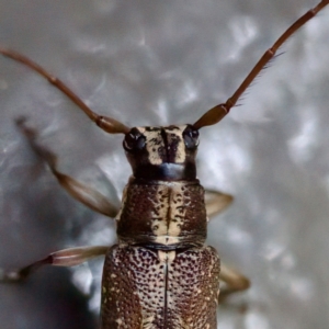 Temnosternus planiusculus at Acton, ACT - 26 Apr 2023 11:31 AM