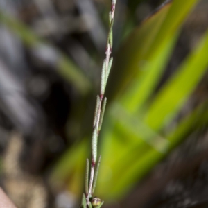 Euryomyrtus ramosissima subsp. prostrata at Green Cape, NSW - 20 Aug 2016