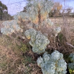 Artemisia arborescens (Tree Wormwood) at Oaks Estate, ACT - 8 Jun 2023 by Steve_Bok