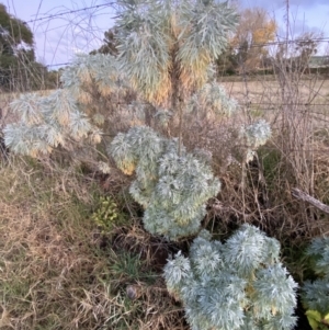 Artemisia arborescens at Oaks Estate, ACT - 8 Jun 2023 05:09 PM