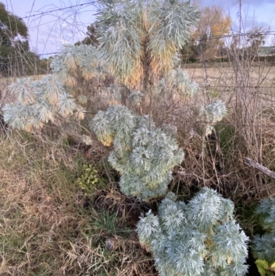 Artemisia arborescens (Tree Wormwood) at Oaks Estate, ACT - 8 Jun 2023 by Steve_Bok