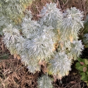 Artemisia arborescens at Oaks Estate, ACT - 8 Jun 2023