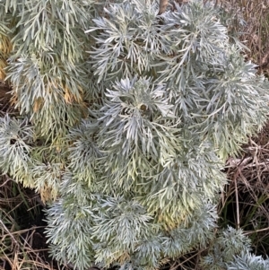 Artemisia arborescens at Oaks Estate, ACT - 8 Jun 2023