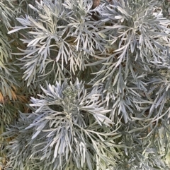 Artemisia arborescens at Oaks Estate, ACT - 8 Jun 2023 05:09 PM