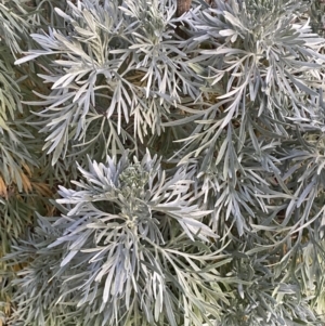 Artemisia arborescens at Oaks Estate, ACT - 8 Jun 2023