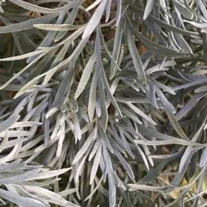 Artemisia arborescens at Oaks Estate, ACT - 8 Jun 2023