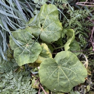 Cucurbita pepo at Jerrabomberra, ACT - 8 Jun 2023