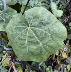 Cucurbita pepo at Jerrabomberra, ACT - 8 Jun 2023