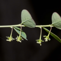 Phyllanthus gunnii at Bournda, NSW - 12 Apr 2017