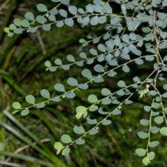 Phyllanthus gunnii at Bournda, NSW - 12 Apr 2017