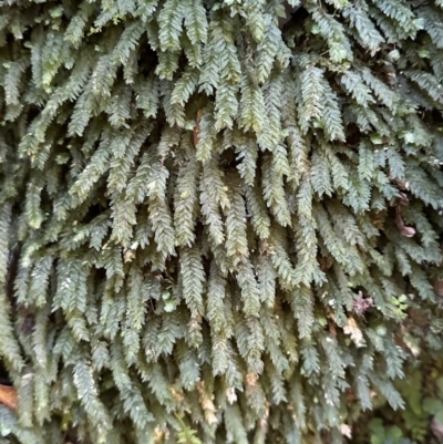 Unidentified Moss / Liverwort / Hornwort at Copeland, NSW - 7 May 2023 by blackdiamondimages