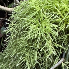 Unverified Moss, Liverwort or Hornwort at Copeland, NSW - 7 May 2023 by blackdiamondimages