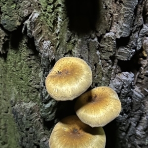 Omphalotus nidiformis at suppressed by blackdiamondimages