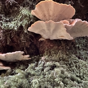 Unidentified Other fungi on wood at suppressed by blackdiamondimages