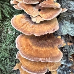 Unidentified Other fungi on wood at Barrington Tops National Park - 6 May 2023 by blackdiamondimages