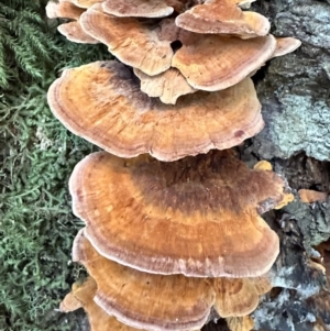 Unidentified Other fungi on wood at suppressed by blackdiamondimages