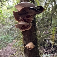 Unverified Other fungi on wood at Copeland, NSW - 7 May 2023 by blackdiamondimages