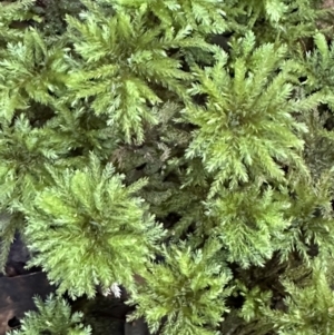 Unidentified Moss / Liverwort / Hornwort at suppressed by blackdiamondimages
