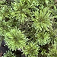 Unidentified Moss, Liverwort or Hornwort at Invergordon, NSW - 6 May 2023 by blackdiamondimages