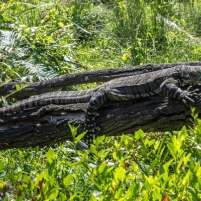 Varanus varius (Lace Monitor) at Potato Point, NSW - 3 Dec 2022 by Philip