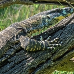 Varanus varius at Potato Point, NSW - suppressed