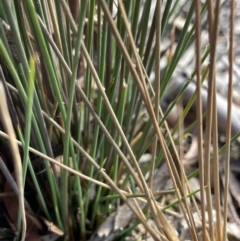 Juncus usitatus at Lower Boro, NSW - 7 Jun 2023