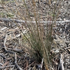 Juncus usitatus at Lower Boro, NSW - 7 Jun 2023