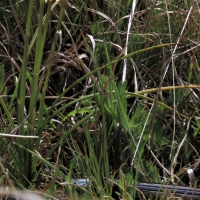 Leptorhynchos squamatus subsp. squamatus (Scaly Buttons) at Top Hut TSR - 30 Oct 2021 by AndyRoo