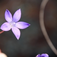 Wahlenbergia sp. (Bluebell) at Hughes Grassy Woodland - 1 Jun 2023 by LisaH