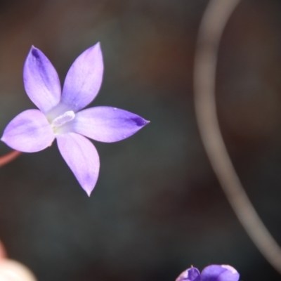 Wahlenbergia sp. (Bluebell) at Red Hill to Yarralumla Creek - 1 Jun 2023 by LisaH