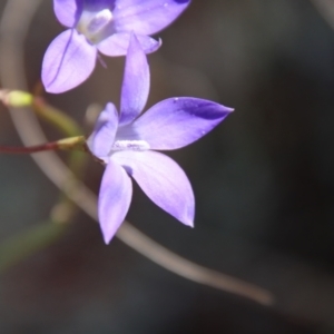 Wahlenbergia sp. at Hughes, ACT - 1 Jun 2023 02:17 PM