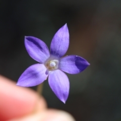 Wahlenbergia sp. at Hughes, ACT - 1 Jun 2023 02:17 PM