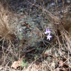 Wahlenbergia sp. at Hughes, ACT - 1 Jun 2023 02:17 PM