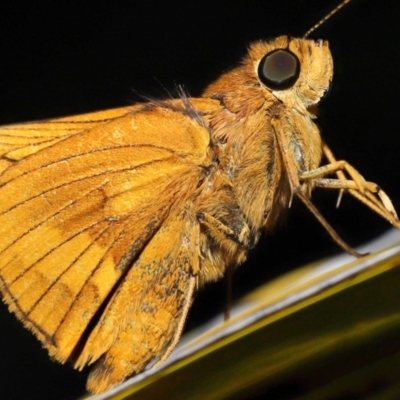 Ocybadistes walkeri (Green Grass-dart) at Wellington Point, QLD - 3 Apr 2023 by TimL